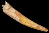 Fossil Pterosaur (Siroccopteryx) Tooth - Morocco #183668-1